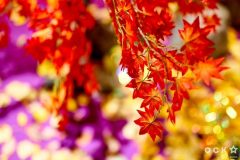 Гала-премьера фильма «Крижане серце-2»