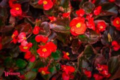 Спивоче-поле