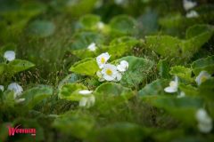 Спивоче-поле