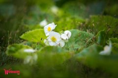 Спивоче-поле