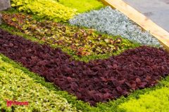 Спивоче-поле