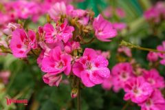 Спивоче-поле