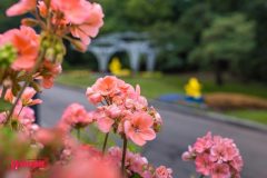 Спивоче-поле