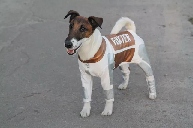 Пес-супергерой собрал больше 55 тыс. гривен для киевского приюта - 2 - изображение