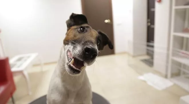 Український суперпес ділиться секретами ідеального образу: ТОП-5 салонів краси для собак - 1 - изображение