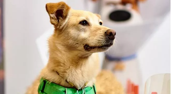 В Оскаре состоялась премьера «Секреты домашних животных 2» - 1 В Оскаре состоялась премьера «Секреты домашних животных 2» - 1 - изображение