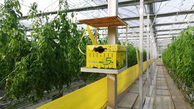 Альбина Антоненкова