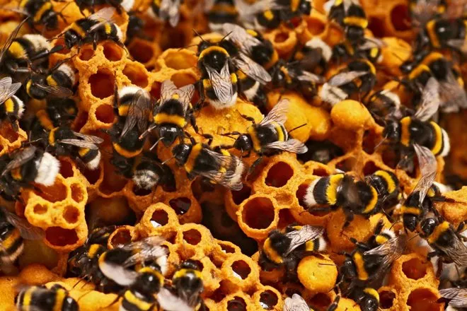 Альбина Антоненкова